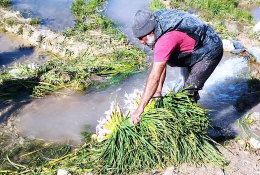 پیش‌بینی تولید 6 هزار تن سیر سبز در بیضا