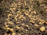 آغاز برداشت سیب زمینی در شهرستان طارم استان زنجان