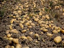 آغاز برداشت سیب زمینی در شهرستان طارم استان زنجان