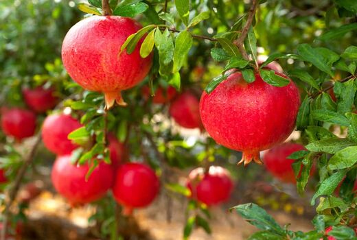 پیش‌بینی برداشت ۱۳۰۰ تن انار از باغات آذربایجان‌غربی