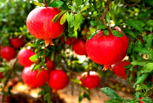 پیش‌بینی برداشت ۱۳۰۰ تن انار از باغات آذربایجان‌غربی