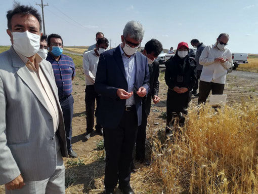 آغاز برداشت گندم از مزارع شهرستان هشترود