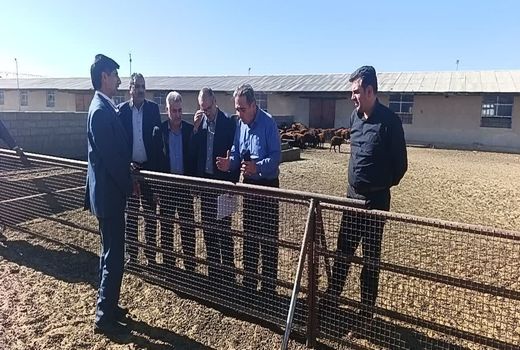  بازدید مشاور معاون امور دام وزارت جهاد کشاورزی در توسعه دامداری‌های روستایی از ایستگاه پرورش و اصلاح نژاد گوسفند قزل شهرستان میاندوآب 
