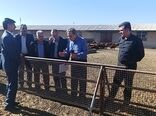  بازدید مشاور معاون امور دام وزارت جهاد کشاورزی در توسعه دامداری‌های روستایی از ایستگاه پرورش و اصلاح نژاد گوسفند قزل شهرستان میاندوآب 

