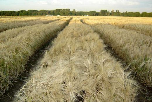 پیش‌بینی تولید  330 هزار تنی گندم در استان قزوین