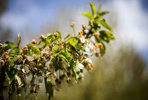 خسارت تگرگ ، سرمازدگی و بارش های اخیر در بخش کشاورزی