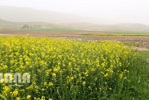 بیش از یک میلیون خانوار در عرصه‌های منابع طبیعی درآمدزایی می‌کنند
