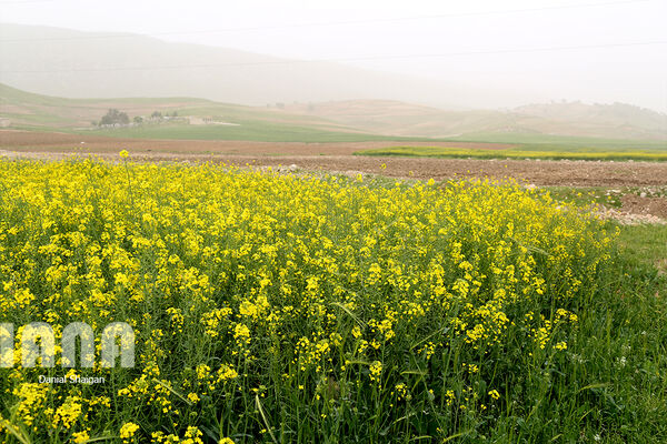 مقابله با خشکسالی با احیای مراتع
