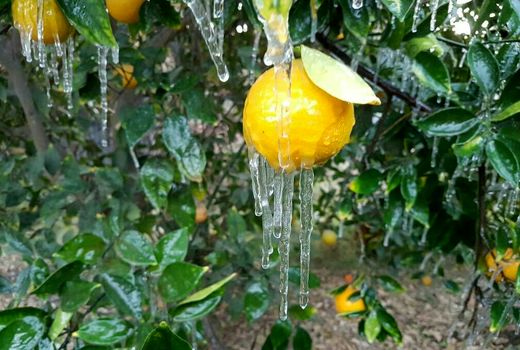 احتمال وقوع سرمازدگی در باغ‌های فارس