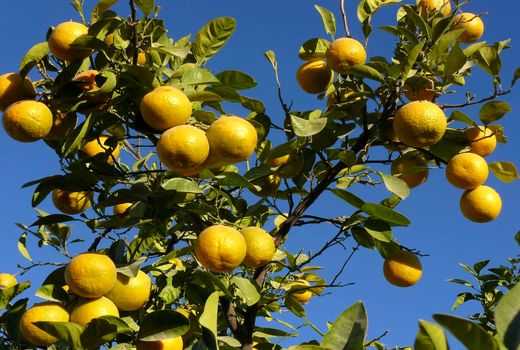 برداشت بیش از 27 هزار تن مرکبات در سیستان وبلوچستان 