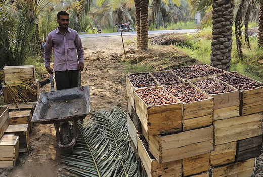 خرمای آبادان عاری از سموم