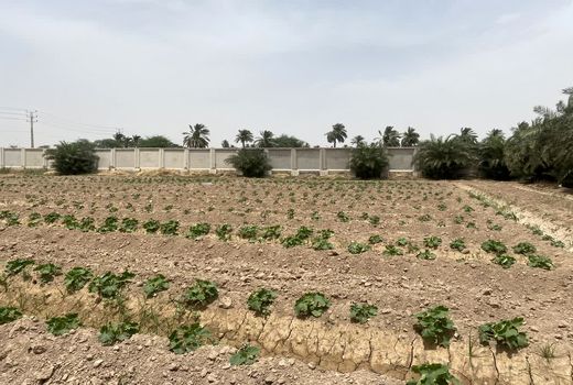 کشت بذر کدو طبی برای اولین بار  در کارون