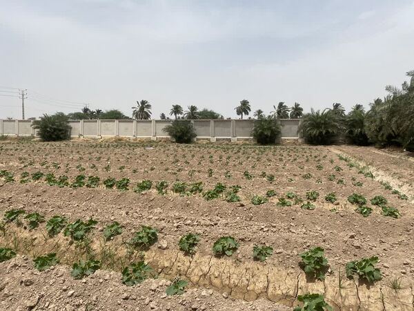 کشت بذر کدو طبی برای اولین بار  در کارون
