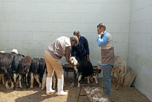 واکسیناسیون رایگان دام علیه بیماری تب برفکی در آبادان 