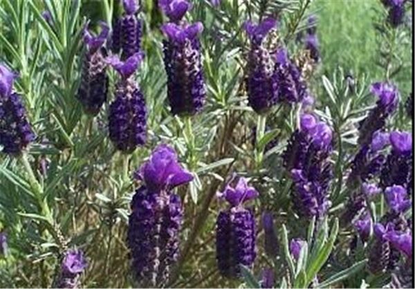 کاشت نشایی اسطوخودوس برای اولین بار در شهرستان آباده