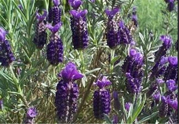 کاشت نشایی اسطوخودوس برای اولین بار در شهرستان آباده
