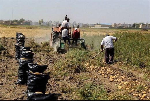 پیش بینی تولید بیش از 150 هزار تن سیب زمینی در نمین