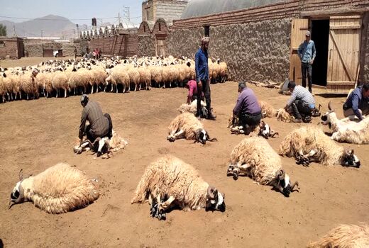 آغاز فصل برداشت پشم گوسفند ماکوئی درمنطقه یکانات مرند