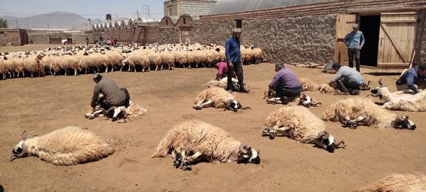 آغاز فصل برداشت پشم گوسفند ماکوئی درمنطقه یکانات مرند