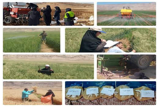 مرحله برداشت طرح های (P.V.S) در شهرستان چرداول شروع شد