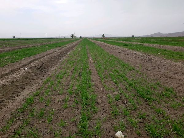 پایان کشت جو در شهرستان زرین دشت