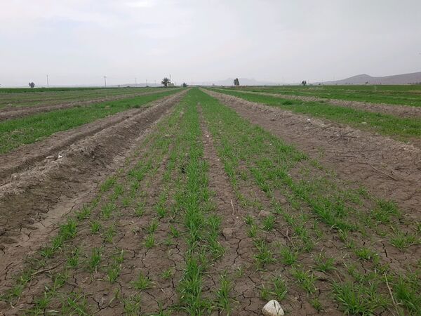 پایان کشت جو در شهرستان زرین دشت