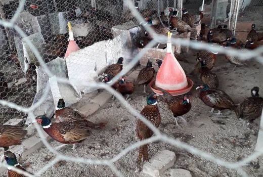 شناسایی مرکز نگهداری و پرورش غیر مجاز قرقاول در استان تهران