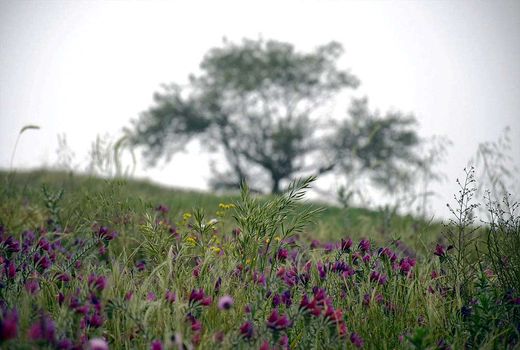 توسعه ۲ هزار هکتاری گیاهان دارویی در سال ۱۴۰۰ در دستور کار است