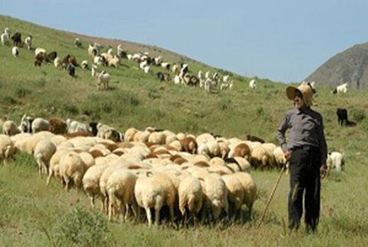 اخراج 20 هزار واحد دامی غیرمجاز از مراتع شهرستان ری