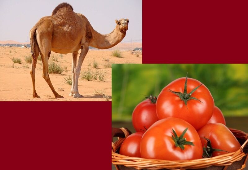 صادرات شتر جمازه و یونجه به امارات/ صادرات 300 میلیارد ریالی گوجه‌فرنگی به روسیه