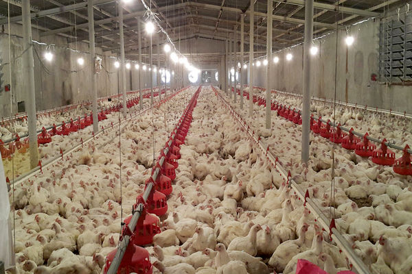 اتحادیه‌های مرغداران مرغ گوشتی به‌دنبال سهم‌خواهی از صندوق هستند/ هیچ تفاوتی بین بخش گوشتی و تخم‌گذار وجود ندارد