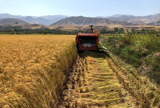 آغاز برداشت برنج از شالیزارهای قزوین 