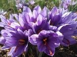آغاز برداشت طلای سرخ از مزارع نطنز/ پیش‌بینی برداشت 2100 کیلوگرم زعفران خالص 
