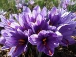 آغاز برداشت طلای سرخ از مزارع نطنز/ پیش‌بینی برداشت 2100 کیلوگرم زعفران خالص 
