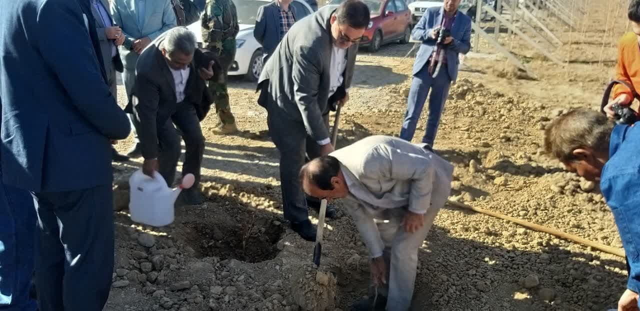 200 هزار اصله نهال صنوبر در استان سمنان آماده توزیع است