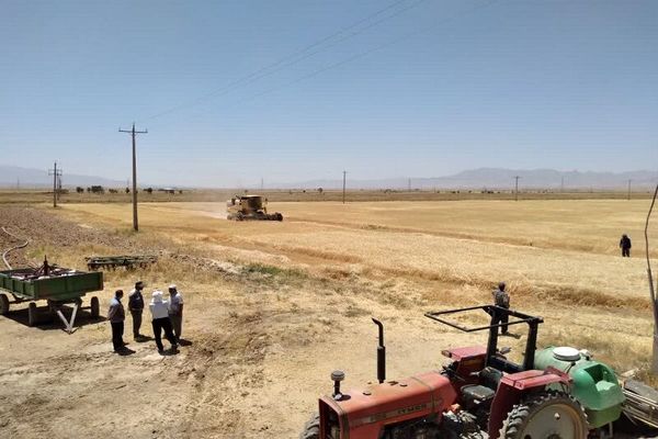 خرید توافقی محصول جو در کردستان
