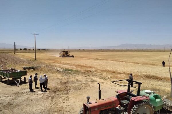 خرید توافقی محصول جو در کردستان