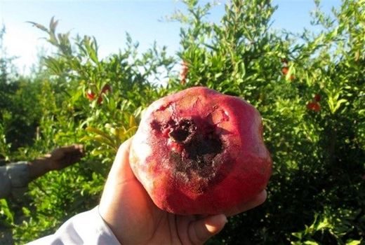  بیش از یک میلیارد ریال برای کنترل مگس میوه در ارسنجان