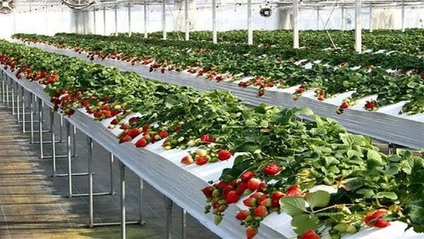 خبر خوب برای کشاورزان/ زمان صدور مجوز تأسیس گلخانه یک ماهه شد