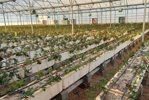 افتتاح گلخانه گل رز در بیضا