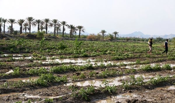 خسارت 26 میلیارد تومانی بارندگی‌های اخیر به بخش کشاورزی هرمزگان