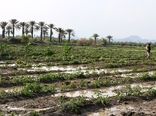 خسارت 26 میلیارد تومانی بارندگی‌های اخیر به بخش کشاورزی هرمزگان