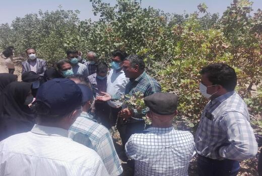 پسته کاران 5 شهرستان در سروستان آموزش دیدند 