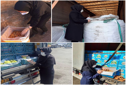 اعمال مقررات قرنطینه نباتی بر بیش از 143 هزار تن محصولات کشاورزی در شهرستان جلفا