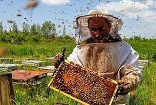 تولید سالانه بیش از 98 تن عسل توسط زنبورداران شهرستان سرعین 