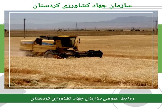 قیمت هر کیلو گندم ۱۵ هزار تومان است