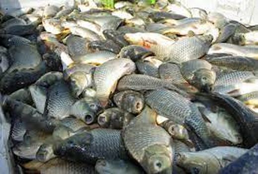 توسعه صادرات آبزیان خوزستان با تنوع گونه ای