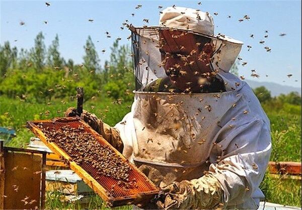 افزایش 35 درصدی تولید عسل در شهرستان فارسان