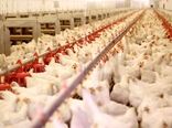 نوسانات قیمتی، اجازه بهبود ضریب تبدیل در صنعت طیور را نمی‌دهد/ ثبات قیمت‌ها حداقل برای یک سال