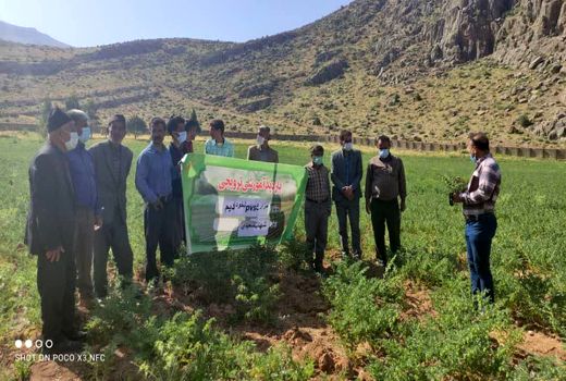 ترویج کشت ارقام برتر نخود در شهرستان لردگان 